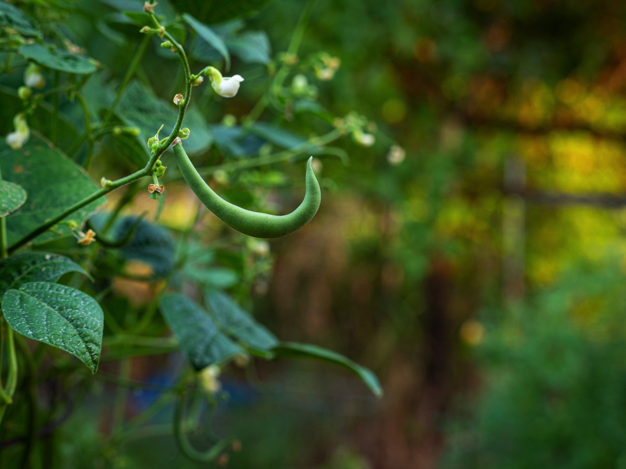 Green beans on the vine